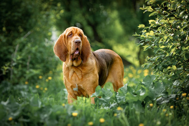 Bloodhound