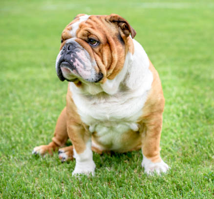 British Bulldog