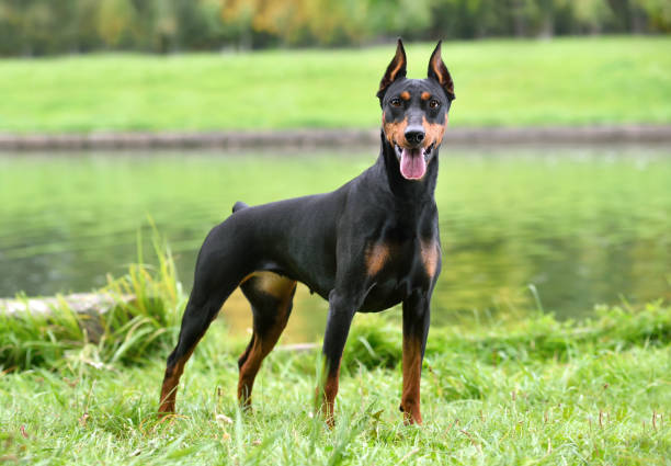 Dobermann